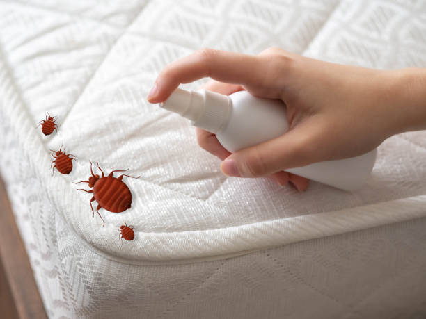 Best Bed Bug Extermination  in Dickson City, PA